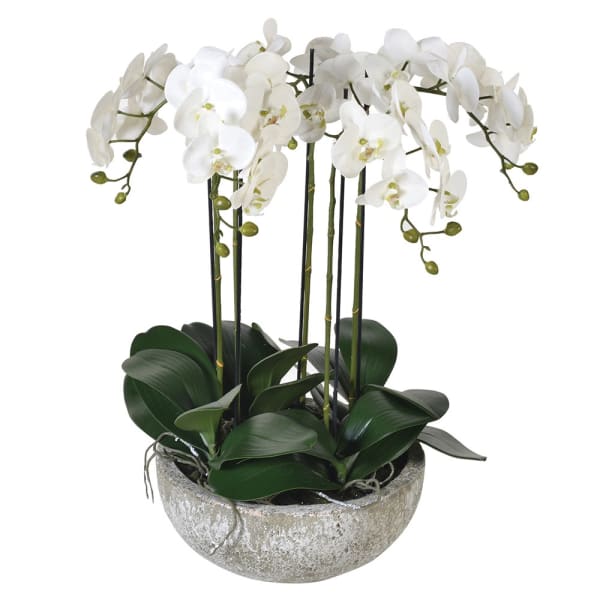 Large Orchid in pot
